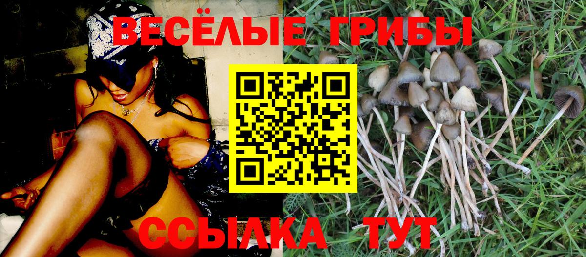 Псилоцибиновые грибы Psilocybine cubensis Печора